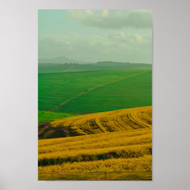 Södra Afrikan Landsbygdens landskap Canola Fält Poster (Framsidan)