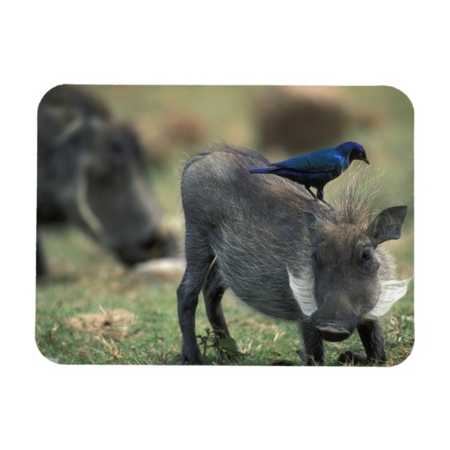 Södra Afrikan, Pilanesburg GR, Warthog Magnet (Horisontell)