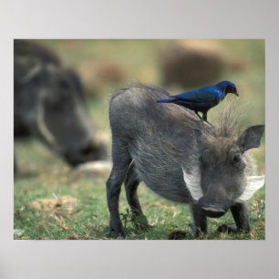 Södra Afrikan, Pilanesburg GR, Warthog Poster