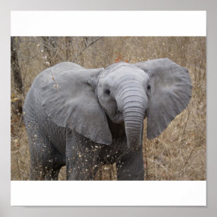 Södra - afrikansk babyelefant poster