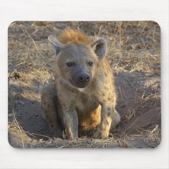 Södra - afrikansk Hyena Musmatta (Framsidan)