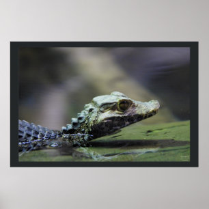 Södra - amerikanCaiman Poster