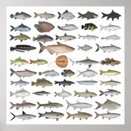 Södra Asien: Freshwater Fish Group Poster