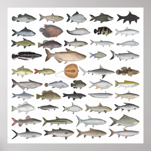 Södra Asien: Freshwater Fish Group Poster (Framsidan)