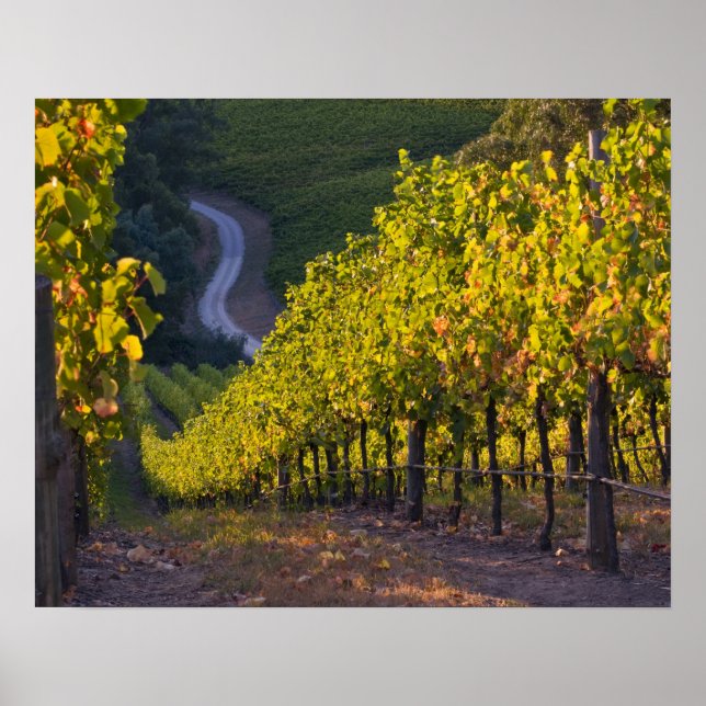 Södra Australien, Adelaide Backe, Summertown. 2 Poster (Framsidan)