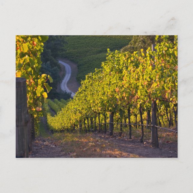 Södra Australien, Adelaide Backe, Summertown. 2 Vykort (Framsida)