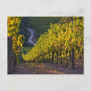 Södra Australien, Adelaide Hills, Summertown. 2 Vykort