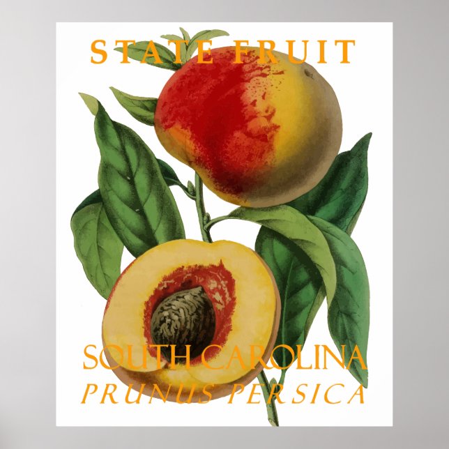 Södra Carolina Territory Fruit: Peach Poster (Framsidan)