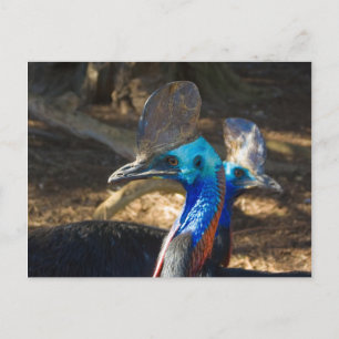 Södra Cassowary-vykort Vykort