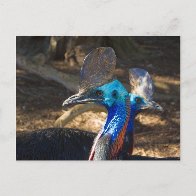 Södra Cassowary-vykort Vykort (Framsida)