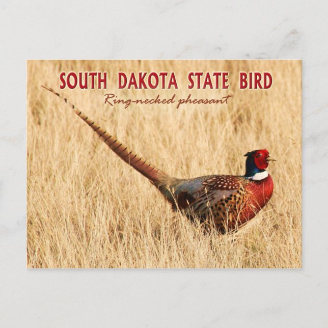 Södra Dakota State Bird: Ring-hankasant Vykort (Framsida)