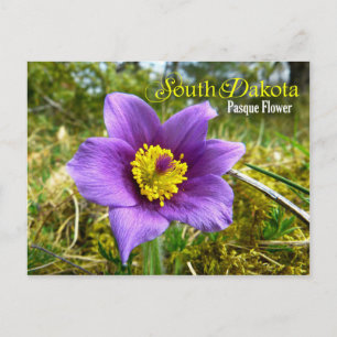 Södra Dakota-statens blomma: Pasque Flower Vykort