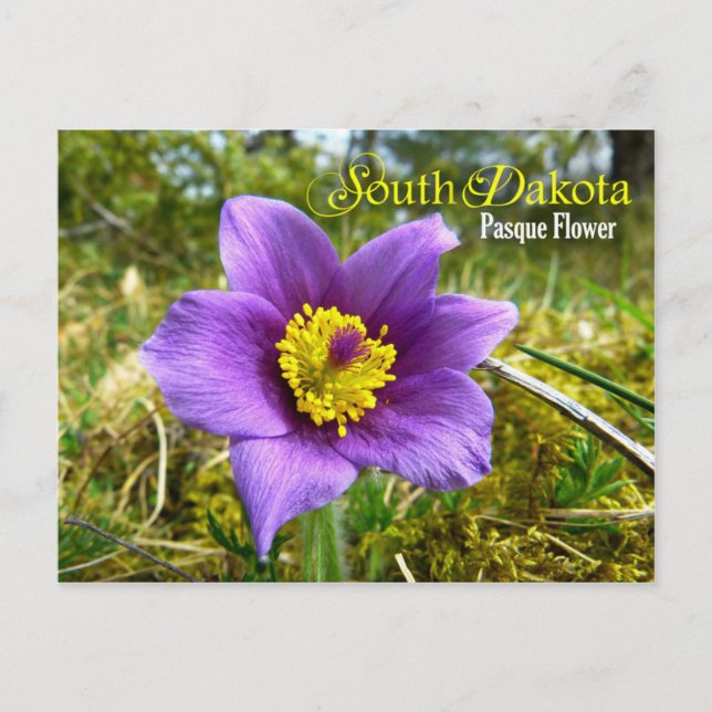 Södra Dakota-statens blomma: Pasque Flower Vykort (Framsida)