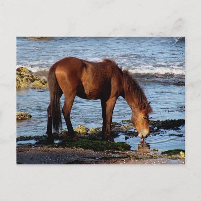 Södra Devon Dartmoor Pony Slickande Sea Vatten Vykort (Framsida)