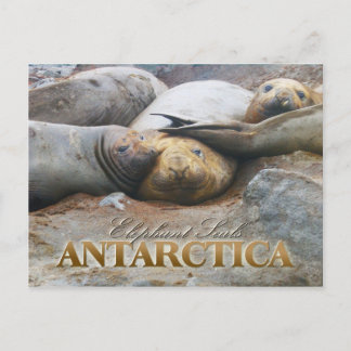 Södra elefanten Sälar, Antarktis Peninsula Vykort