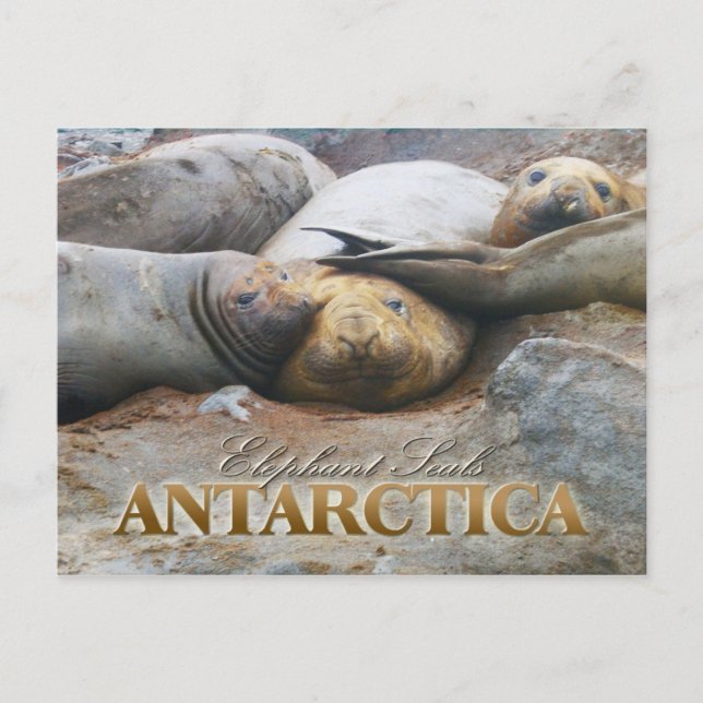 Södra elefanten Sälar, Antarktis Peninsula Vykort (Framsida)