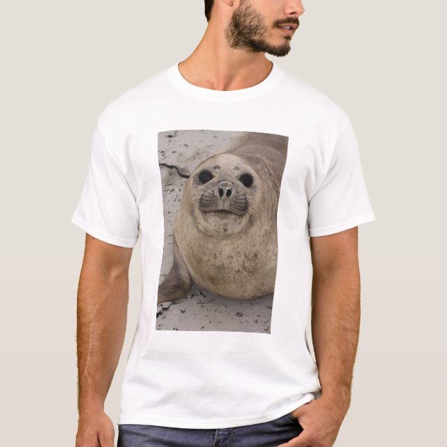 Södra elefantsäl Mirounga leonina) Tee (Framsida)