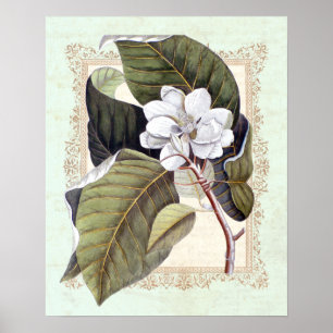 Södra Elegance Vintage Botanical Magnolia Poster