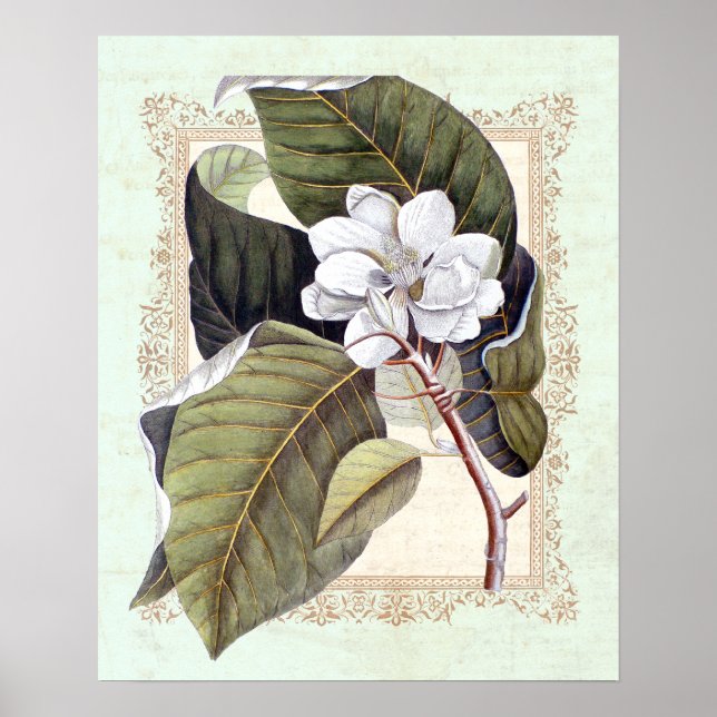 Södra Elegance Vintage Botanical Magnolia Poster (Framsidan)