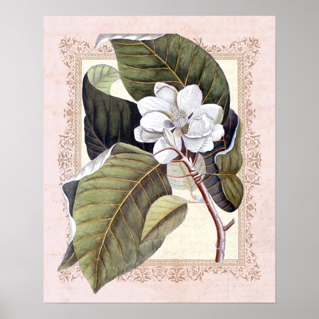 Södra Elegance Vintage Botanical Magnolia Poster (Framsidan)