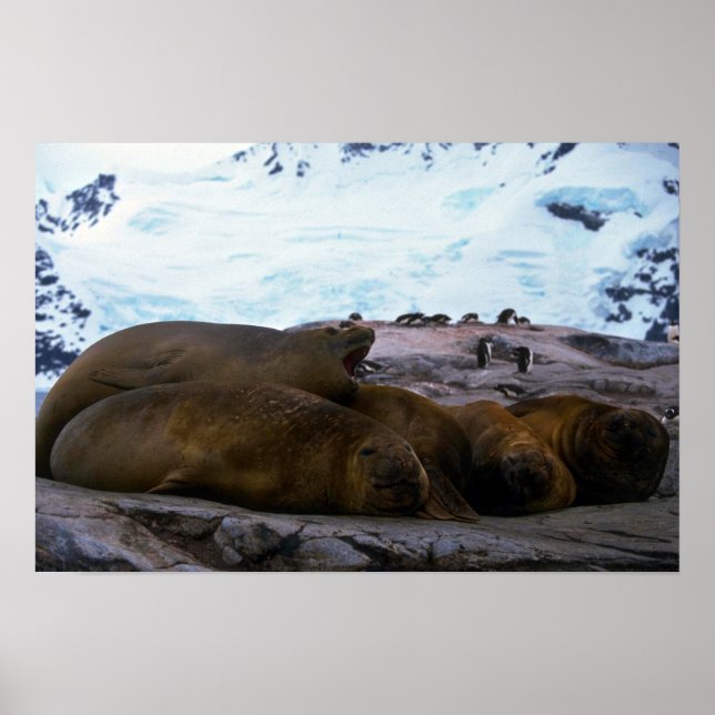 Södra Elephant Sälar Poster (Framsidan)