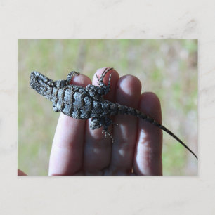 Södra Fence Lizard-vykort Vykort