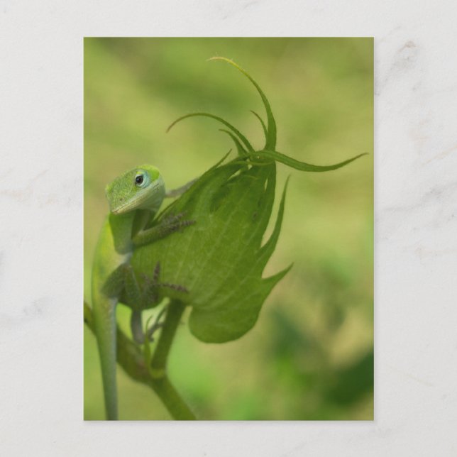 Södra Gröntarna Vykort (Framsida)