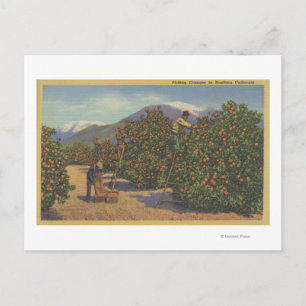 Södra Kalifornien - Picking-Orangar Vykort