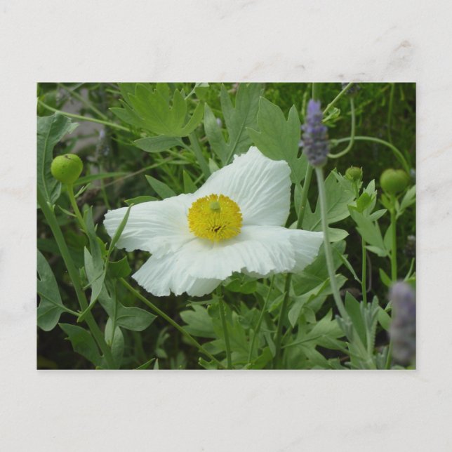 Södra Kalifornien Poppy Postcard Vykort (Framsida)