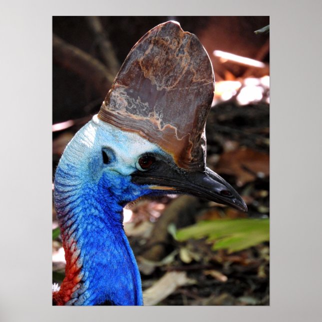 Södra Kassowary Poster (Framsidan)