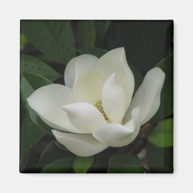 Södra Magnolia Magnet (Framsidan)