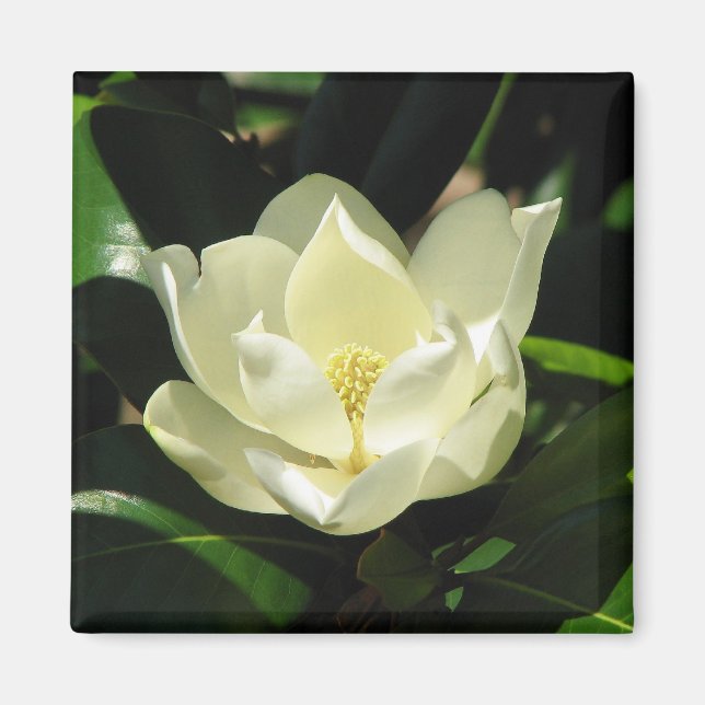 Södra Magnolia Magnet (Framsidan)