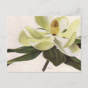 Södra Magnolia-postkort Vykort