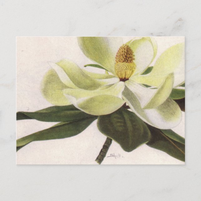 Södra Magnolia-postkort Vykort (Framsida)