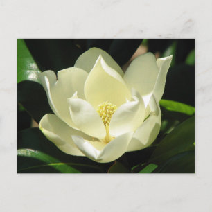 Södra Magnolia Vykort