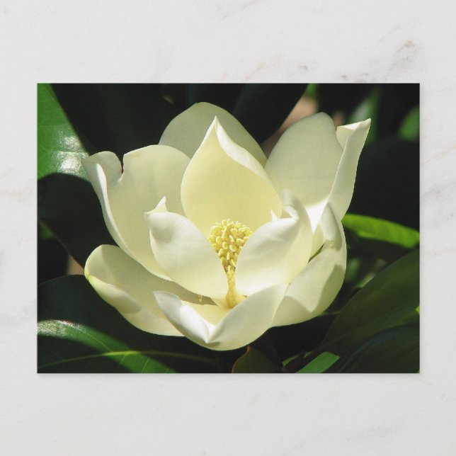 Södra Magnolia Vykort (Framsida)