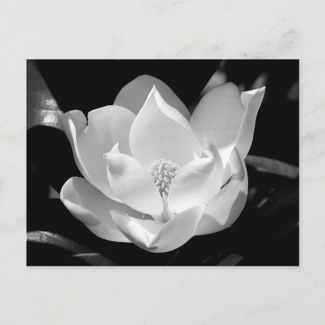 Södra Magnolia Vykort (Framsida)
