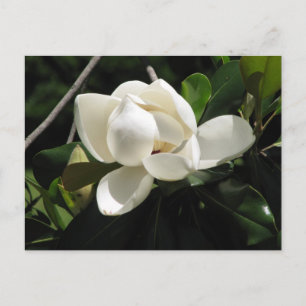 Södra Magnolia Vykort