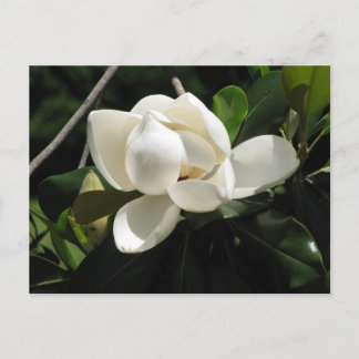 Södra Magnolia Vykort