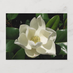 Södra Magnolia Vykort