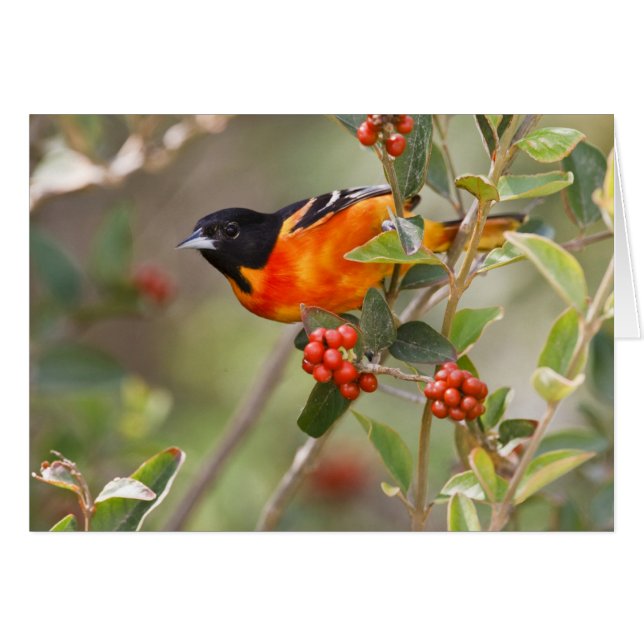 Södra Padre Island, Texas, USA, Baltimore Oriole Hälsningskort (Framsidan Horizontal)