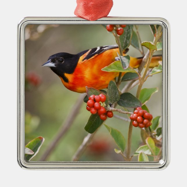 Södra Padre Island, Texas, USA, Baltimore Oriole Julgransprydnad Metall (Framsidan)