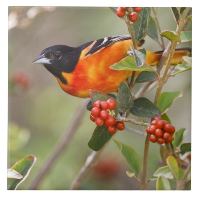Södra Padre Island, Texas, USA, Baltimore Oriole Kakelplatta (Framsidan)