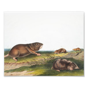 Södra Pouched Råtta, Shrew Mole Illustration Fototryck
