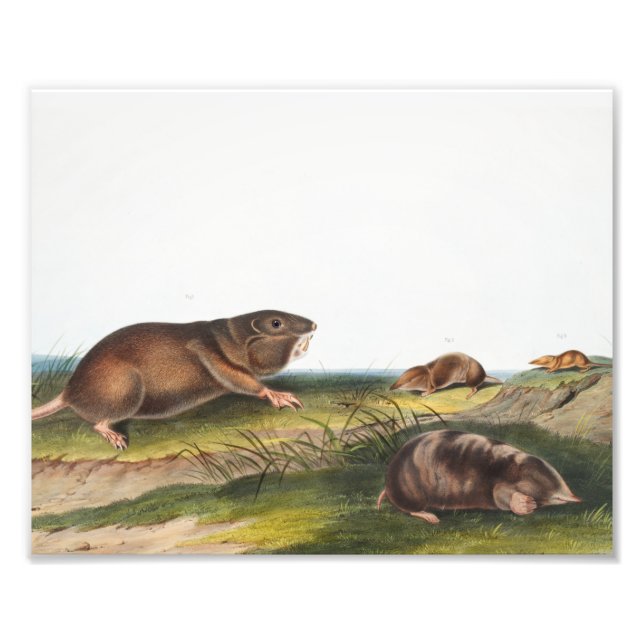 Södra Pouched Råtta, Shrew Mole Illustration Fototryck (Framsidan)