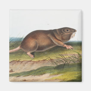 Södra Pouched Råtta, Shrew Mole Illustration Magnet
