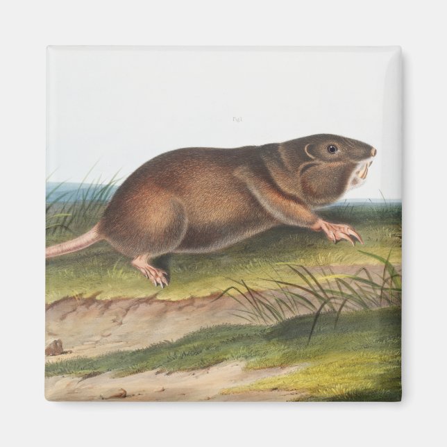 Södra Pouched Råtta, Shrew Mole Illustration Magnet (Framsidan)