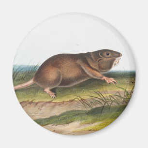Södra Pouched Råtta, Shrew Mole Illustration Magnet