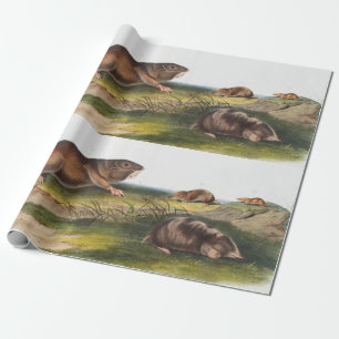 Södra Pouched Råtta, Shrew Mole Illustration Presentpapper