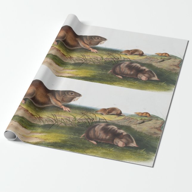 Södra Pouched Råtta, Shrew Mole Illustration Presentpapper (Utrullad)
